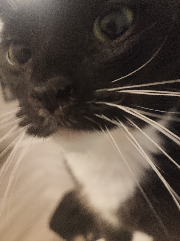 cat